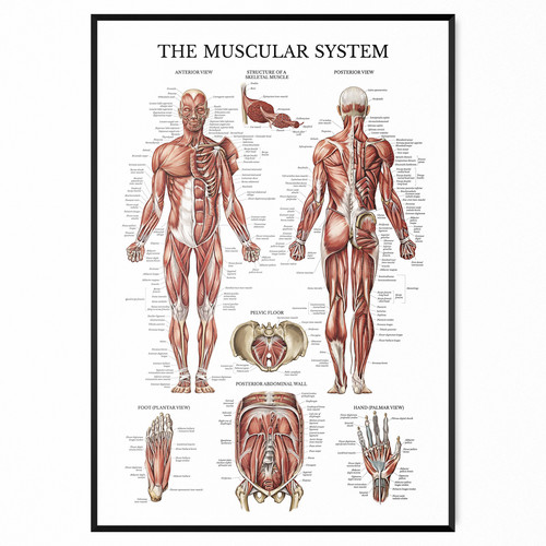 Muscular system human muscle - system,