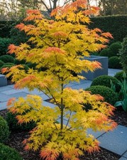 Acer Orange Dream Plant