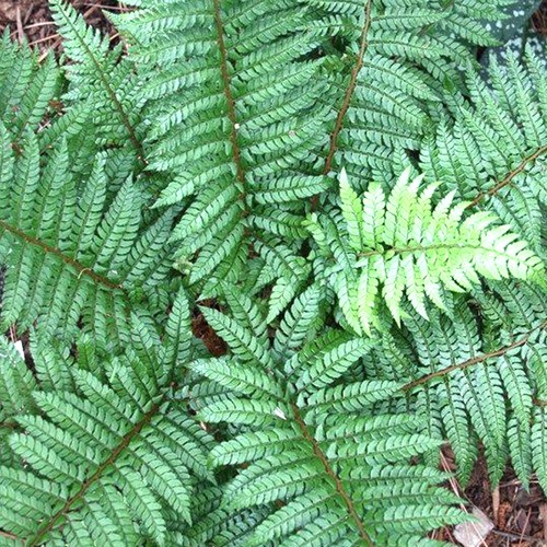 Polystichum makinoi shield - polystichum,