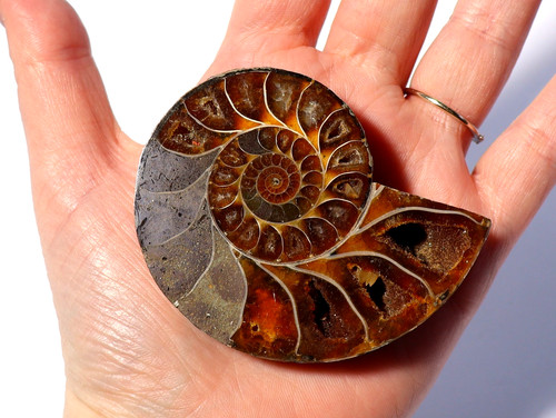 Real ammonite crystalised - ammonite,