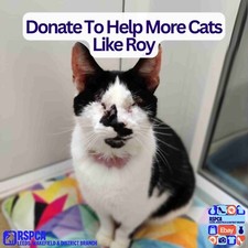 Donate To Help More Cats Like Roy at The RSPCA Leeds and Wakefield