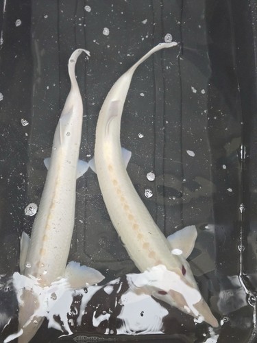 Albino sterlet - xl,
