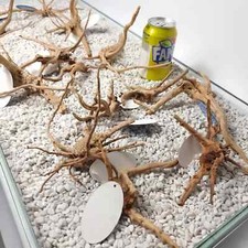 Fish tank Red moor root