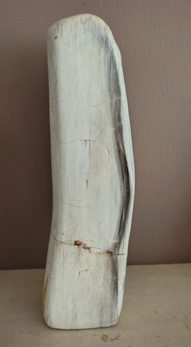 Indonesian petrified fossil - indonesian,