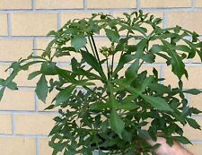 Cussonia Cussonic  | Mountain