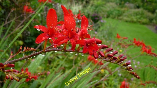 Photo 6x4 crocosmia - photo, 'lucifer'
