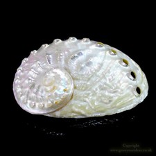Pearlised abalone shell 7cm - abalone,