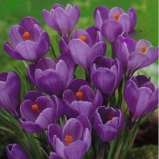 Pack 15 Crocus Bulbs 'Purple'
