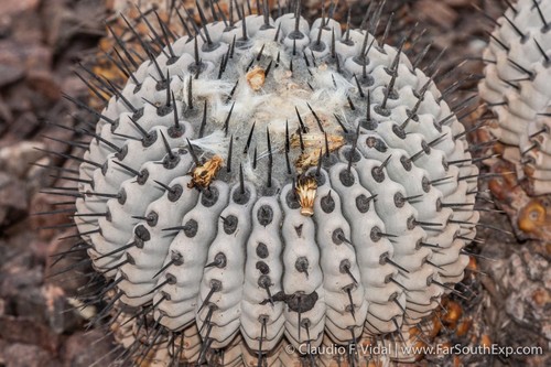 Copiapoa cinerea seeds - -,