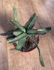 Euphorbia Stellata | Succulent