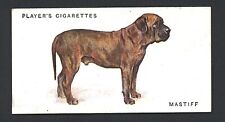 MASTIFF PLAYERS 1931 ISSUE FULL LENGTH DOGS DOG CIGARETTE CARD #18