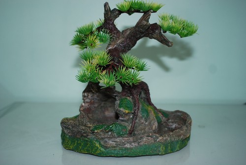 Vivarium bonsai with rock - with,