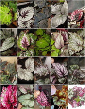 Begonia Rex UNROOTED Single Leaf Cuttings! Many varieties! Easy to propagate!