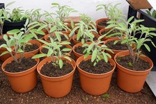 Fresh Sage Plant (Salvia