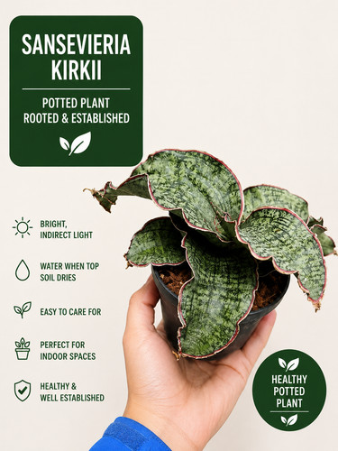 Sansevieria kirkii silver blue - sansevieria,