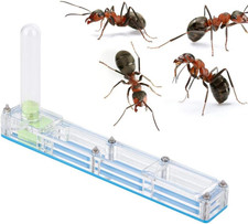 Ant House Acrylic Ant Breeding