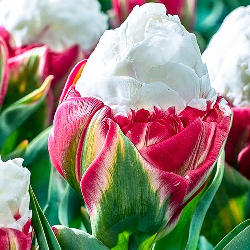 Tulip ice cream - tulip, bulbs