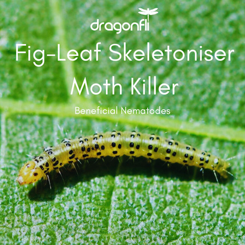 Dragonfli fig leaf - dragonfli, fig-leaf