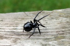 Art Glass black Widow