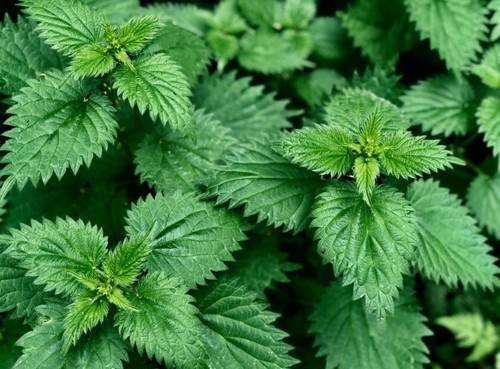 50g fresh nettle leaves - 50g,