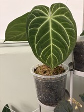 Anthurium Magnificum Dark X Marmoratum Hybrid Cataphyll Flowering Size Aroid