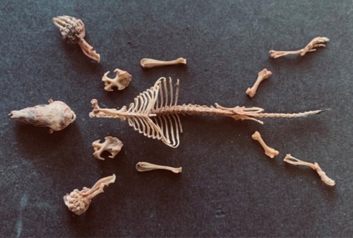 Taxidermy mole skeleton - taxidermy,