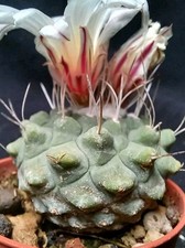 STROMBOCACTUS DISCIFORMIS