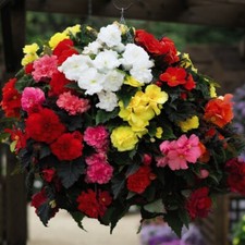 T&M Begonia Perennial