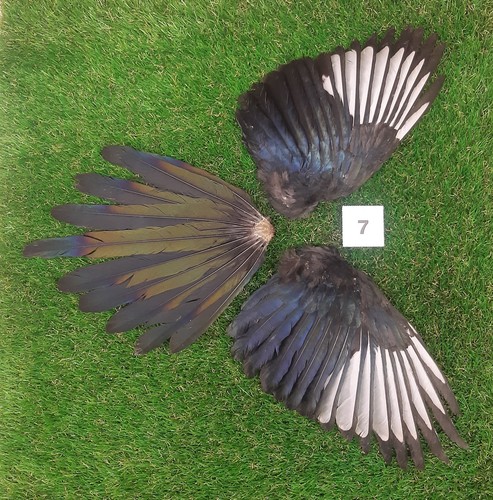 Genuine british magpie - british, wings