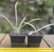 Spider plant (Chlorophytum comosum) - two rooting pups