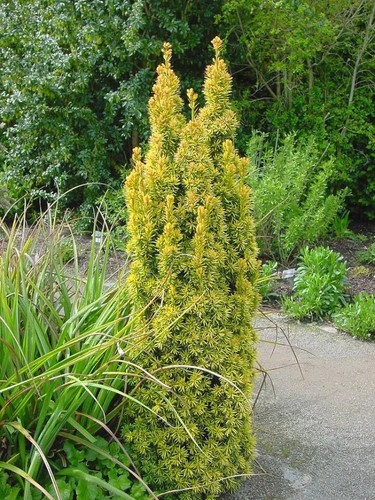 Taxus baccata david dense - ,