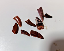One small deltadromeus - one,