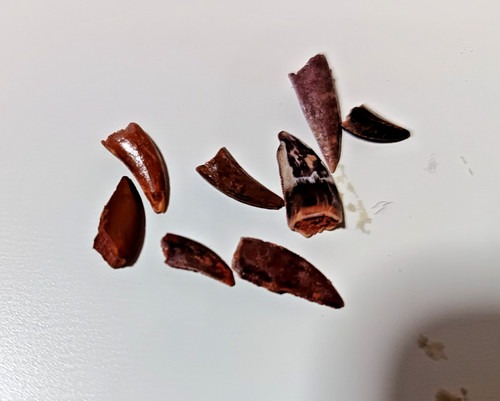 One small deltadromeus - one,