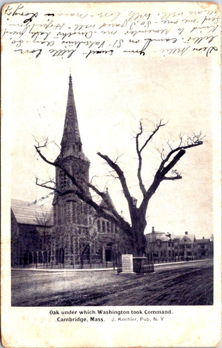 Oak under which washington - oak,
