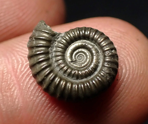 Crucilobiceras pyrite ammonite