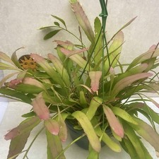 Pseudo Rhipsalis Ramulosa “Red Coral” Rare Epiphytic Cactus Large Plant 15cm Pot