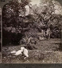 Antique Stereoview Photo