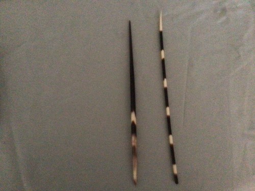 Two single porcupine - porcupine, quills