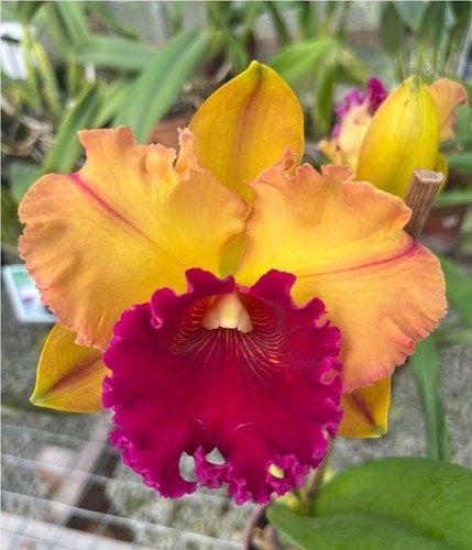 Rlc golden paragon cattleya - paragon,