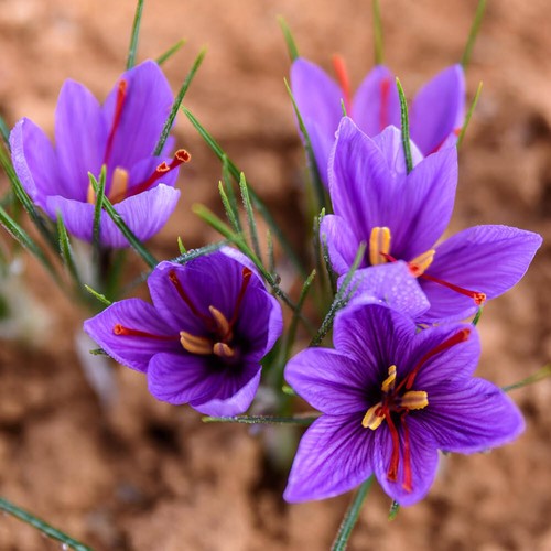 Saffron crocus - crocus,,
