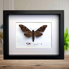Framed African Moth