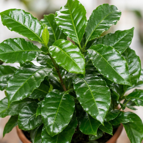 Coffea arabica coffee plant - coffea,