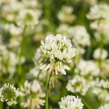 Dutch White Clover Seeds –