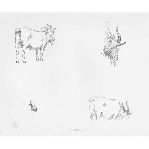 Edwin landseer goat sketches - edwin,