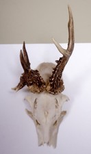 Abnormal Deer Horns Non