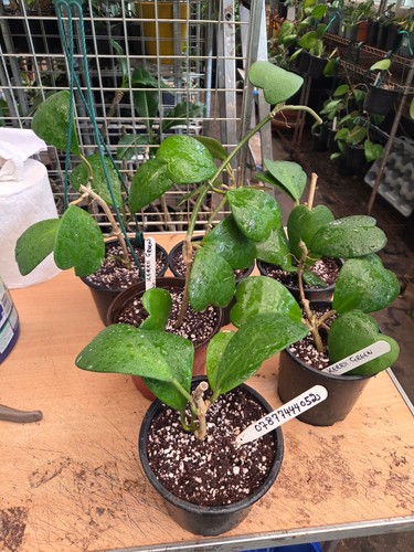 Hoya kerrii green large 4 - hoya,