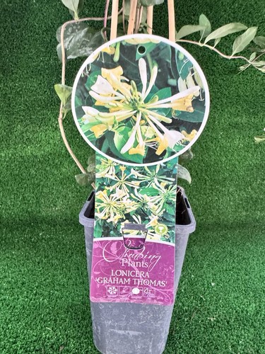 Lonicera graham thomas - ‘graham, thomas’