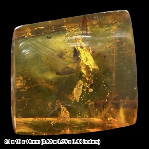Rare mexican amber fossil - rare, with
