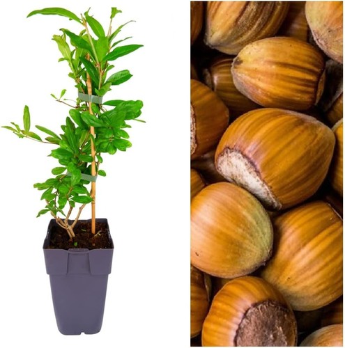 Red hazelnut tree - hazelnut,