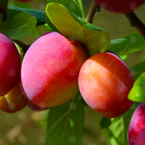 Prunus domestica victoria - domestica, 'victoria'